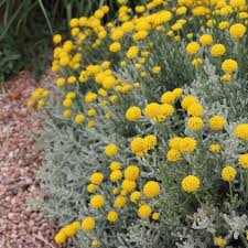 Image result for Sorindeia katangensis