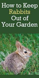 How To Keep Rabbits Out Of Your Garden Rabbit Resistant Plants Rabbit Resistant Plants Deer Resistant Garden Garden Pests