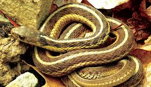All snakes are carnivorous so they eat live things! Snakes On The Plains Certain Serpents Are Favorable To Farms Hobby Farms