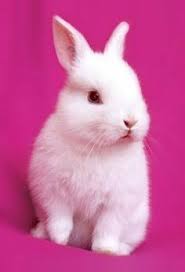 Pin Von Lastsamurai Auf Cute Susseste Haustiere Niedliche Tierbabys Hasenbabies
