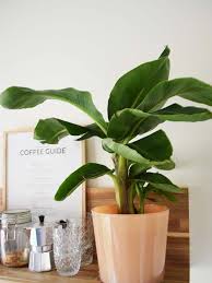 je bananenplant verzorgen doe je zo met deze 5 x tips plants flowers green