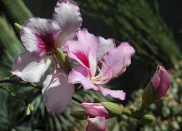Image result for Bauhinia variegata