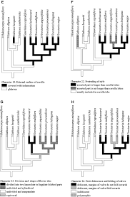 Image result for Virectaria major