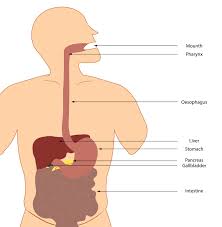 Image result for blood in stool human poop