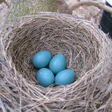Image result for Robin Egg Blue 2018 Fleet