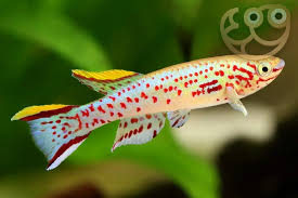 Image result for Ottelia fischeri