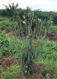 Image result for Lactuca indica