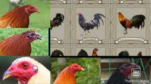 Beberapa gambar ayam sabung filipina | berbagai macam ayam. Jenis Jenis Ayam Filipina Yang Di Gunakan Untuk Sabung Ayam Youtube