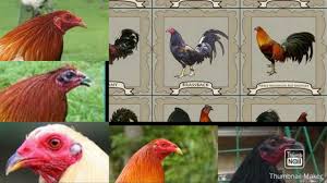 Jenis ayam filipina dari warna nya ayam philipina black bonanza / ayam philipina brassback 7 aylar önce. Jenis Jenis Ayam Filipina Yang Di Gunakan Untuk Sabung Ayam Youtube