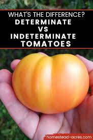 In the present study a determinate and indeterminate cultivar of cowpea were grown at two population densities under rainfed conditions for 2 years. Determinate Vs Indeterminate Tomatoes What S The Difference And How To Choose The Right One Homestead Acres