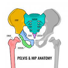 The coccyx, also referred to as the tailbone; Hip Pelvic Fractures Go To Ortho