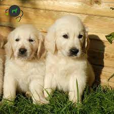 Golden retrievers can learn many tricks and will remember what they are taught for the rest of their lives. Ncl 5 Neuronale Ceroid Lipofuscinosis Golden Retriever Genimal