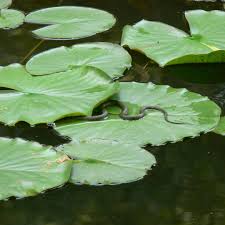 Ringelnatter Im Teich Ringelnatter Schlange Seerosenblatter See Snake Grun Wasser Farradtour Grau Geschlangelt Natur Nature Naturelover