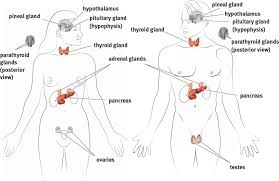 endocrine organs and hormones the endocrine system mcat