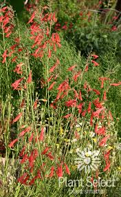 Image result for Penstemon