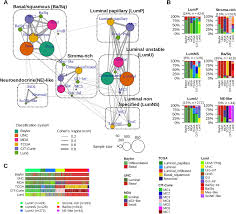 Dna mutations worksheet answer key. A Consensus Molecular Classification Of Muscle Invasive Bladder Cancer European Urology