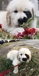 Birthmarks Are Where You Were Killed 210 Times Golden Retriever Puppies Were The Purest Thing In The World Retriever Puppy Golden Retriever Cute Animals Puppies