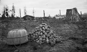 Use this page to learn how to convert between pounds/bushel and pounds/cubic foot. Bushel Of Potatoes Photograph Wisconsin Historical Society