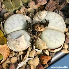 Image result for Macrotyloma stenophyllum