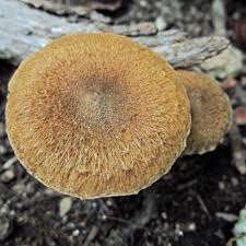 Image result for Inocybe hystrix