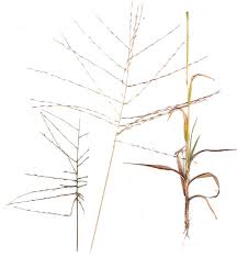 Image result for Trichoneura