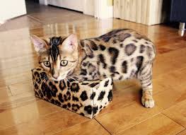 Bengal Cat Breed Information Pictures Behavior And Care Bengal Kitten Cat Breeds Bengal Cat