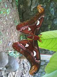 Te kai a te rangatira. File Kupu Kupu Cantik Jpg Wikimedia Commons