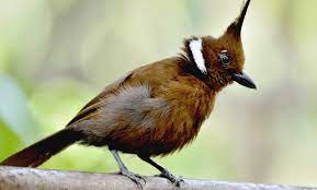 Burung cililin ini memiliki karakter yang egois karena mereka selalu ingin menang dan. Gambar Burung Cililinformat Png Gambar Gambar Gambar Burung