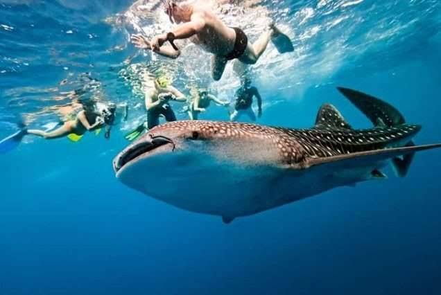 Whale Shark & Tumalog Tour | Swim with Giants & Cool in Nature