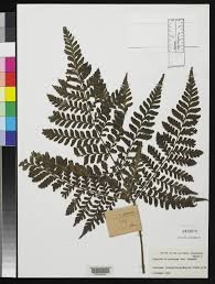 Image result for Triplophyllum