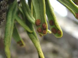 Image result for Lepisorus