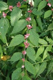 Image result for Melochia