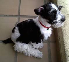 Maybe you would like to learn more about one of these? Schnoodle Dog Breed Information And Pictures