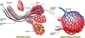 Gas Exchange In The Lungs The Lungs Consist Of Portions Of The Bronchial Tree Leading To The Alveoli Each Bronchial Respiratory Therapist Student Respiratory