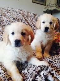 Our next litter of goldens will be posted for reservation on wednesday, october 7. Akc Golden Retriever Puppies 9 Weeks Old For Sale In Dallas Texas Classified Americanlisted Com