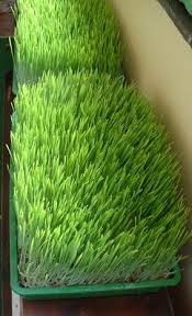 Crush the blades in a blender/mixie with some water. How To Grow Wheatgrass At Home Growing Wheat Grass Growing Wheat Wheat Grass