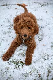 Congratulations rex family on your 2nd puppy with goldendoodleranch! Standard F1b Red Goldendoodle Red Goldendoodle Goldendoodle Puppy Goldendoodle
