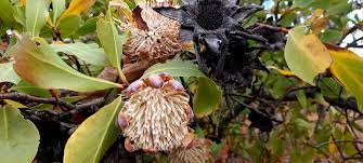 Image result for Protea welwitschii