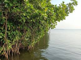 Image result for Rhizophoraceae