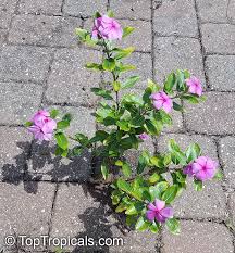 Image result for Catharanthus