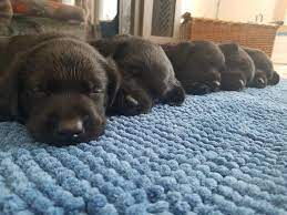 We did not find results for: West Mi Premier Labradors Home
