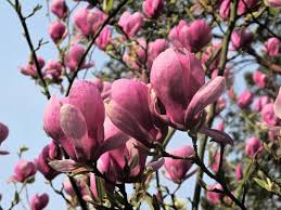 Image result for magnolia soulangeana