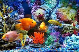 chois ef3049 custom window film diy underwater world corals etsy in 2021 fish wallpaper golden fish aquarium fish