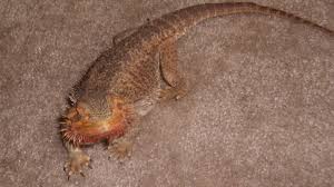 Does my bearded dragon have mouth rot? Bearded Dragon Behavior And Diseases Pethelpful