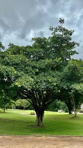 Image result for Ficus sansibarica