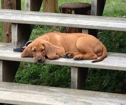 It may be used to hunt raccoon, deer, bear, boar, cougar, or other large game. Redbone Coonhound Puppies Pups Are Maple Ridge Farm Facebook