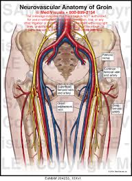 Groin pain might occur immediately after an injury, or pain might come on gradually over a period of weeks or even months. Groin Anatomy Anatomy Drawing Diagram