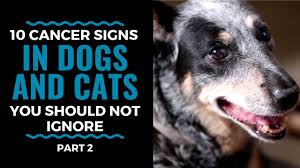If your pet has a recurring lesion or wound that just won't heal, it's time to see the vet to rule out cancer or another serious health issue. Top 10 Warning Signs Of Cancer In Dogs And Cats Part 2 Vlog 82 Youtube