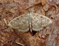 Image result for Anania perlucidalis