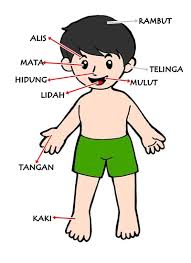 Gambar hidung untuk anak paud. Gambar Mewarnai Telinga Mudah